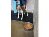 Adopt Bocephus a Beagle