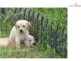 akc ofa cerf cardiac 100% euro dad goldens