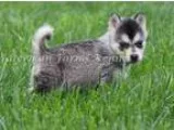 Sensei Alaskan Klee kai puppies for sale..400