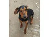 Adopt Popeye (poppy) a Miniature Pinscher