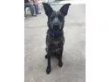 Adopt Sherman a Australian Cattle Dog (Blue Heeler)