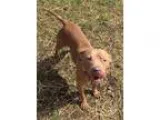 Adopt Lillianna a BrownChocolate - with White Terrier (Unknown T