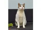 Adopt Ringo a Australian Shepherd Basset Hound