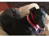 Adopt Cha Cha a Black - with White Greyhound  Mixed dog in Tucso