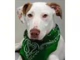 Adopt Ranger a Pointer  Pit Bull Terrier  Mixed dog in Topeka KS