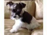 Miniature Schnauzer