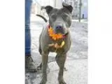 Adopt Anastasia a GraySilverSalt and Pepper - with White Terrier