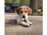 Adopt Liam a White - with Tan Yellow or Fawn Beagle  Mixed dog i