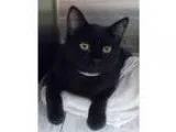 Adopt Asher a All Black Domestic Shorthair  Mixed cat in Newton 