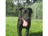 Adopt Keira a German Shorthaired Pointer  Labrador Retriever  Mi