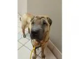 Adopt Shaunti a Shar Pei  Mixed dog in Lake Forest CA (15314794)