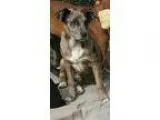 Adopt Pepper a Catahoula Leopard Dog