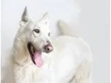 Adopt EDITH a White German Shepherd Dog  Mixed dog in Sacramento