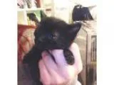 Adopt Fiona a All Black Domestic Shorthair (short coat) cat in H