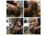 Adopt Louie a Miniature Pinscher