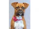 Adopt Doodle Bug a RedGoldenOrangeCh estnut - with White Boxer  
