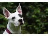 Adopt Aurora a Pit Bull Terrier Australian Cattle Dog (Blue Heel