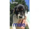 Adopt Hanz a Miniature Pinscher