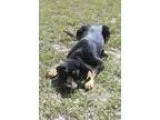 Adopt Izzy a Rottweiler