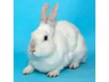 Adopt Lola a Bunny Rabbit