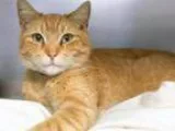 Adopt Morris a Tabby - Orange Domestic Short Hair