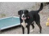 Adopt Cody-Sponsor Me a Border Collie Labrador Retriever