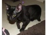 Adopt Vasilios (baby boy) a Domestic Short Hair