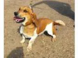 Adopt Patsy a Basset Hound Beagle