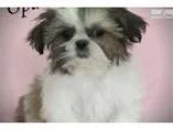 Heavenly Paw Spa in Denham Springs