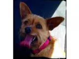 Adopt Wicket a RedGoldenOrangeCh estnut Norwich Terrier  Cairn T