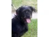 Adopt Jimmy a Wirehaired Terrier