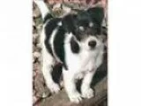 Adopt ADOPTED Sugar (Shorewood) a Rat Terrier