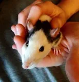 Adult Female Rats