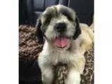 Adopt Penelope a White - with Tan Yellow or Fawn Lhasa Apso  Mix