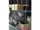 Adopt Nibbles a Chinchilla