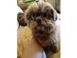 Adopt Brownie a BrownChocolate Shih Tzu  Mixed dog in Garland TX