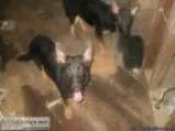 German Shepherd Puppy s For Sale