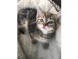 Cute babies Alaskan Klee kai puppies reagy now