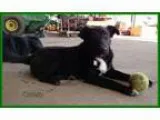 Adopt CORBIN a Border Collie