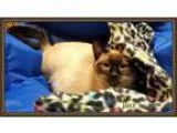 Adopt Jinx and Ajax ( ADORE children and snuggling) Siamese a Si