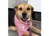 Adopt Butterfly - in Maine a Tricolor (TanBrown and Black and Wh