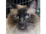 Adopt Leonardo a Siamese