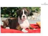 Misty - Boxer Female
