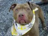 Adopt Arley a BrownChocolate - with White Terrier (Unknown Type