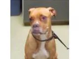 Adopt Jade a Boxer  Mixed dog in Escondido CA (15229816)