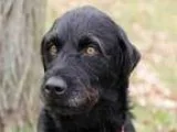 Adopt Fetti a Pekingese Poodle