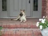 Adopt Adela a German Shepherd Dog