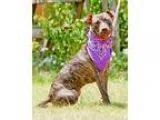 Adopt Hope a Brindle Mountain Cur  Whippet  Mixed dog in Pensaco