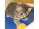 Adopt Talulla (baby girl) a Gray Blue or Silver Tabby Domestic S