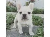 mobile dog grooming trucks and equipment